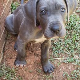 Bernese Mountain Dog and Great Dane Puppies from Stonebrook Gentle Giants
