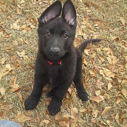 German Shepherd Puppies from Von Gonta Haus German Shepherds
