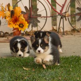 Pembroke Welsh Corgi Puppies from Half Hitch Corgis