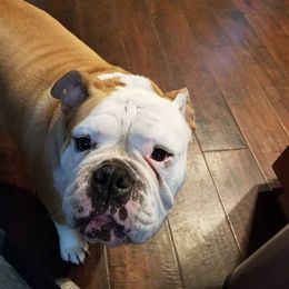 English Bulldog and French Bulldog All Grown Up from Superb Bulldogs