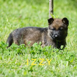 German Shepherd Puppies from Mengerhaus