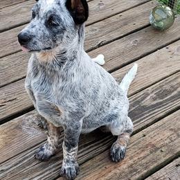 Australian Cattle Dog Puppies from Blue Coyote Ranch