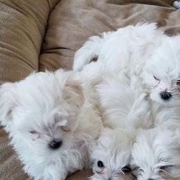 Maltese Puppies from JoDi's Maltese