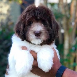 Labradoodle Puppies from Rainbow Row Labradoodles, LLC