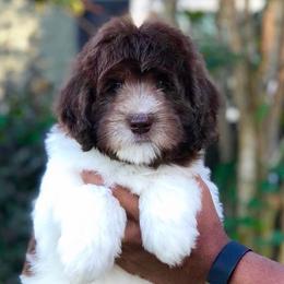 Labradoodle Puppies from Rainbow Row Labradoodles, LLC