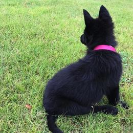 German Shepherd Puppies from Lost Creek German Shepherds LLC