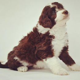 Border Collie and Bordoodle Puppies from Oregon Bordoodles