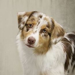 Nanook - Australian Shepherd