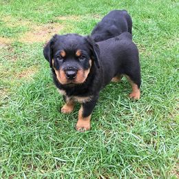 Rottweiler Puppies from Porath's Rottweilers