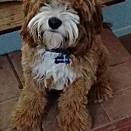 Cockapoo All Grown Up from Desert Cockapoos