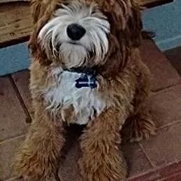 Cockapoo All Grown Up from Desert Cockapoos