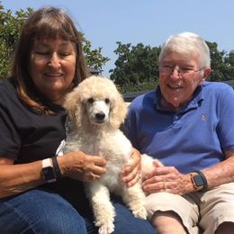 Poodle Puppies from Cabernet Standard Poodles