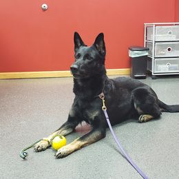 German Shepherd All Grown Up from Briskhof German Shepherd Dogs