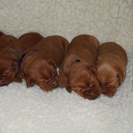 Labrador Retriever Puppies from Terracotta Treasures Labradors
