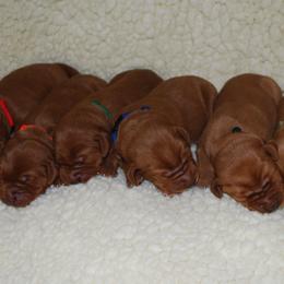 Labrador Retriever Puppies from Terracotta Treasures Labradors