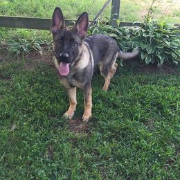 German Shepherd Puppies from Tatum Kennels