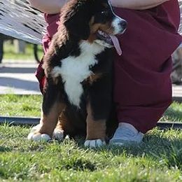 Bernese Mountain Dog Puppies from Swamp Creek Berners