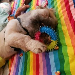 Shih Tzu Puppies from Jensen's Lil House of Demons