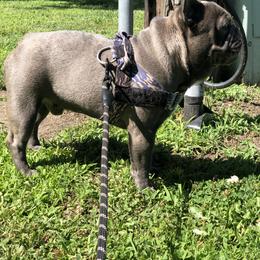 Paxtyn  - French Bulldog