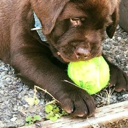 French Bulldog and Labrador Retriever Puppies from 888 Frenchies