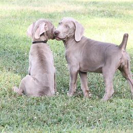Weimaraner Puppies from Split Rock Weimaraners