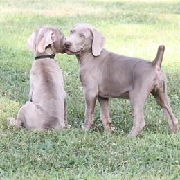Weimaraner Puppies from Split Rock Weimaraners