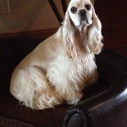 Athena - Cocker Spaniel