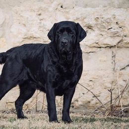 Iron Hill Retrievers breeder of Labrador Retriever