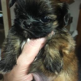 Shih Tzu Puppies from Zeebee Pups