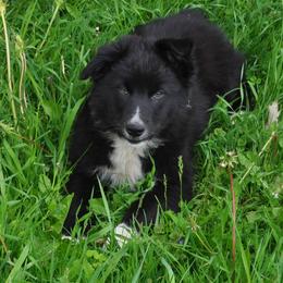 Australian Shepherd Puppies from Platinum Edition
