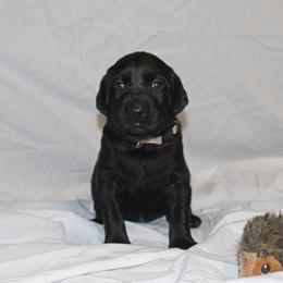 Labrador Retriever Puppies from Deep Hollow Labrador Retrievers
