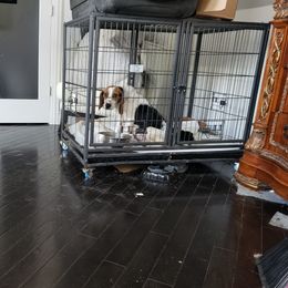 Allyah - Beagle