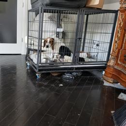 Allyah - Beagle