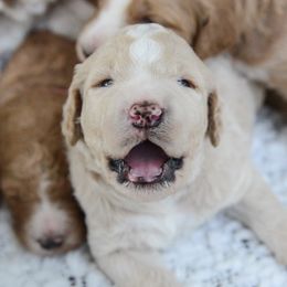 Goldendoodle Puppies from Rolling Oak Doodles
