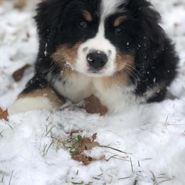 Bernese Mountain Dog Puppies from Stick House Bernese
