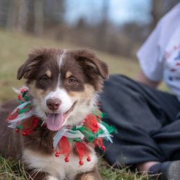 Australian Shepherd and Miniature American Shepherd All Grown Up from Artic Rose