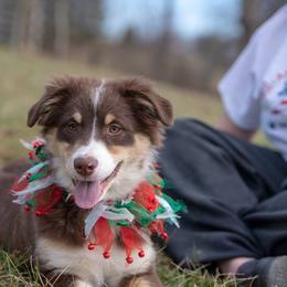 Australian Shepherd and Miniature American Shepherd All Grown Up from Artic Rose