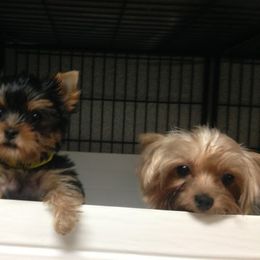 Yorkshire Terrier Puppies from Ty Ava Yorkies