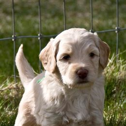 Australian Labradoodle Puppies from North Country Australian Labradoodles
