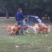Gold Ducat Kennels breeder of American Eskimo Dog, Golden Retriever