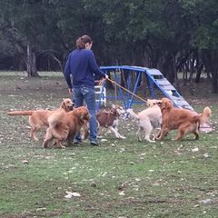 Gold Ducat Kennels breeder of American Eskimo Dog, Golden Retriever