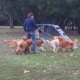 Gold Ducat Kennels breeder of American Eskimo Dog, Golden Retriever