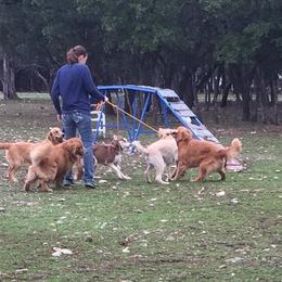 Gold Ducat Kennels breeder of American Eskimo Dog, Golden Retriever