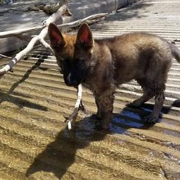 German Shepherd Puppies from Von De León German Shepherds