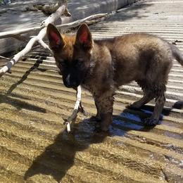 German Shepherd Puppies from Von De León German Shepherds