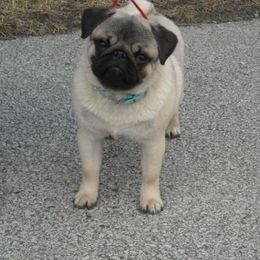 Pug All Grown Up from Snuggle Pugs