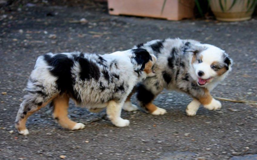 Stones river miniature american hot sale shepherds