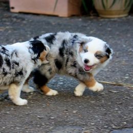 Miniature American Shepherd Puppies from Stones River Mini American Shepherds