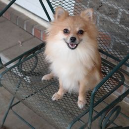 Maggie - Pomeranian