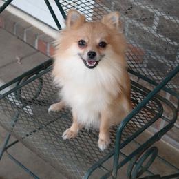 Maggie - Pomeranian